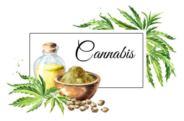 Конопля масло рисунок