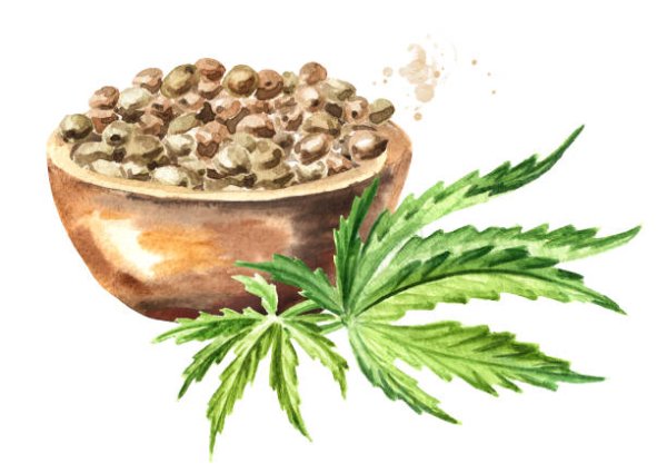 Конопляное семя иллюстрация