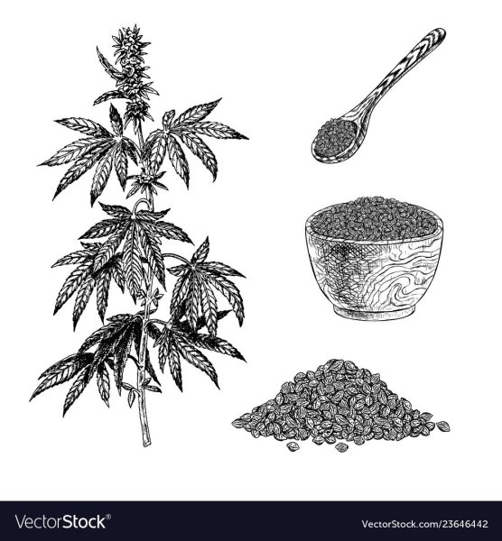 Семя конопляное вектор