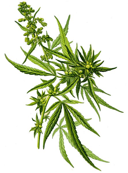 Хмель семейство конопляных