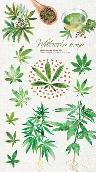 Конопля акварель