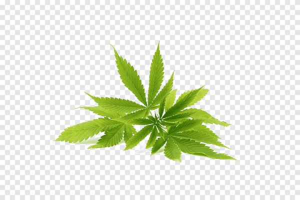 Масло конопли на белом фоне