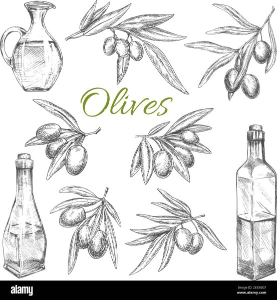 Оливковое масло раскраска