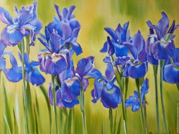 Игорь Яновский художник ирисы
