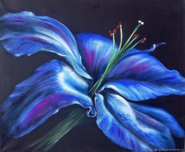Синие лилии