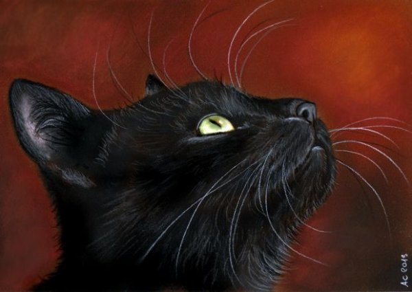 Ирина Гармашова черный кот