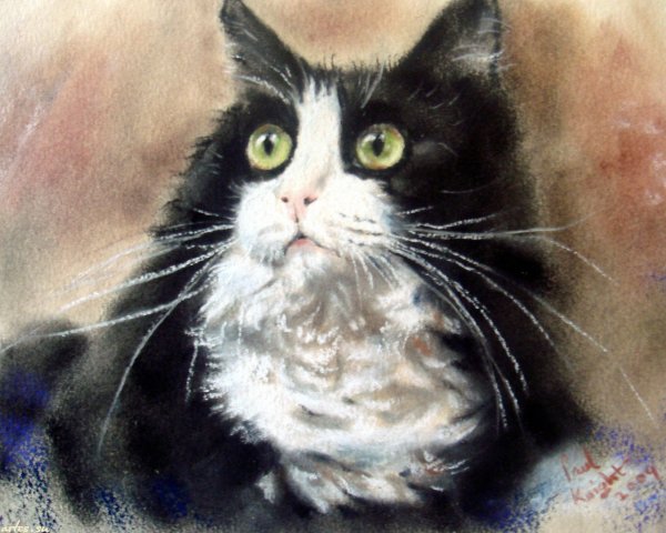 Черный кот пастелью