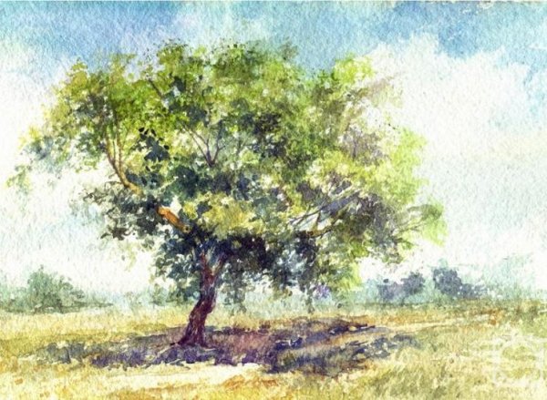 Этюды деревьев