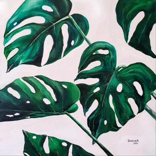 Монстера Aaron Apsley