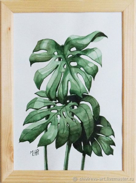 Master Rezco монстера