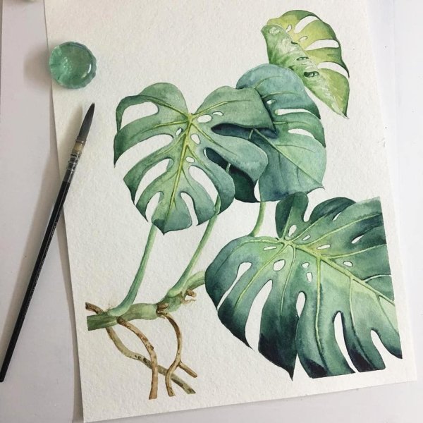 Монстера Вегенера