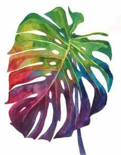 Монстера скетчинг