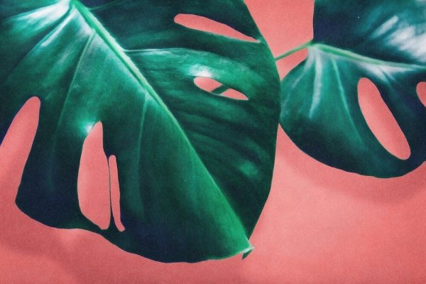 Монстера картина