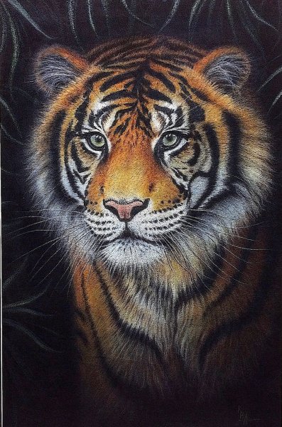 Тигр пастелью Уссурийский