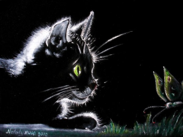 Кошка пастелью на черном фоне