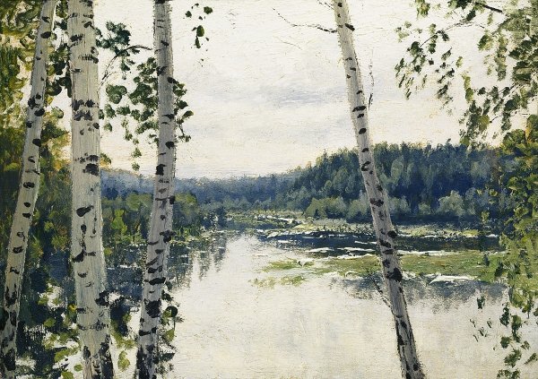 Ствол березы с ветками