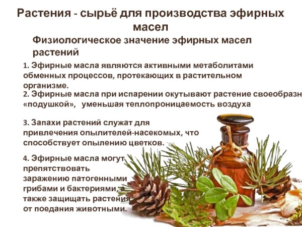 Физиологическое значение эфирных масел растений
