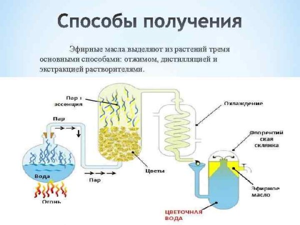 Схема дистилляции эфирных масел