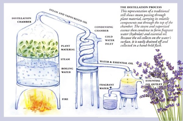 Паровая дистилляция эфирного масла