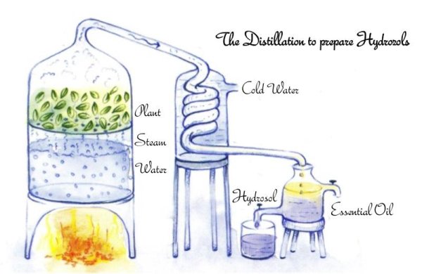 Получение эфирных масел методом дистилляции