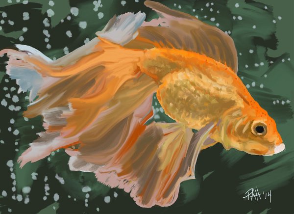 Карп кои вуалехвост