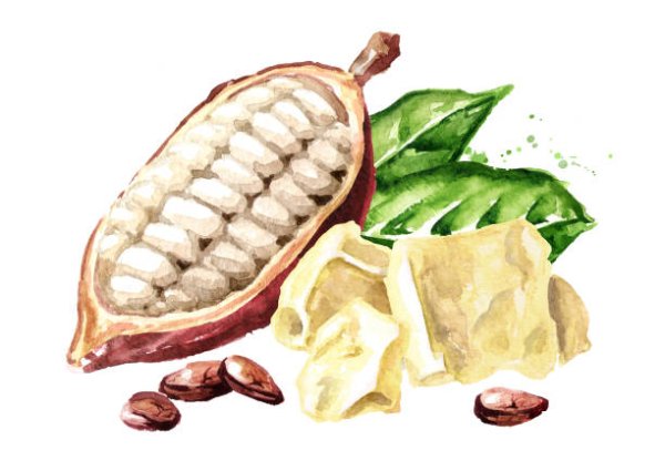 Какао Бобы акварель