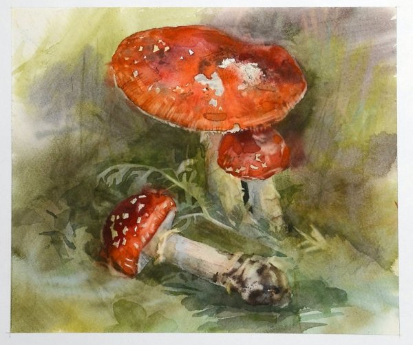 Мухомор акварель Сюзан Веллер