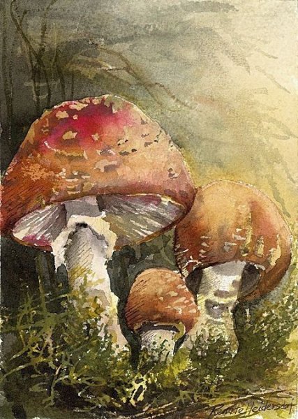 Мухомор акварель Сюзан Веллер