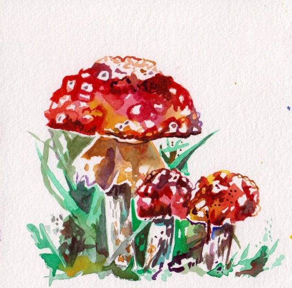 Стилизованный мухомор в акварели для композиции