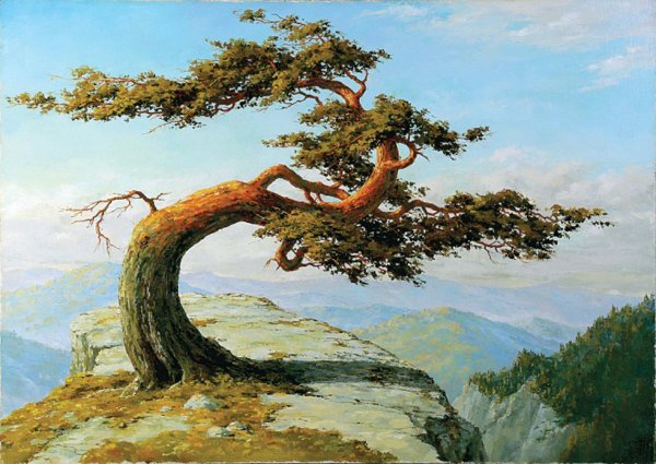 Шишкин сосны Карелия