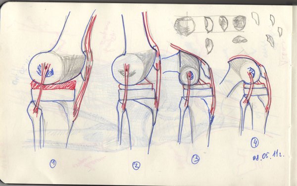 Коленный сустав рисунок