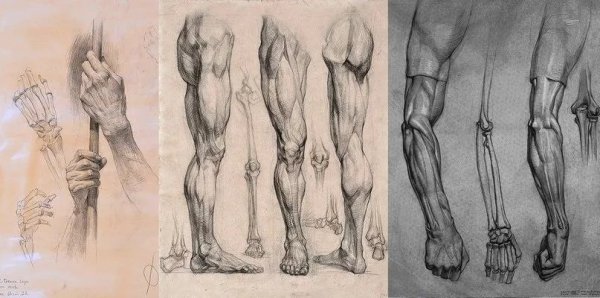 Экорше руки Академический рисунок