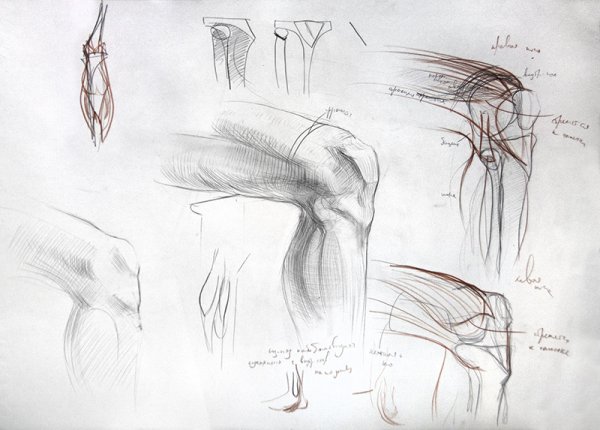 Коленный сустав анатомия Баммес