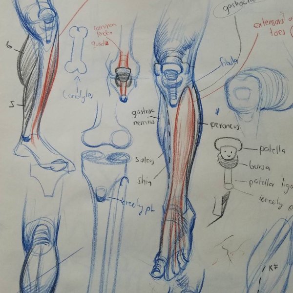 Коленный сустав анатомия для художников