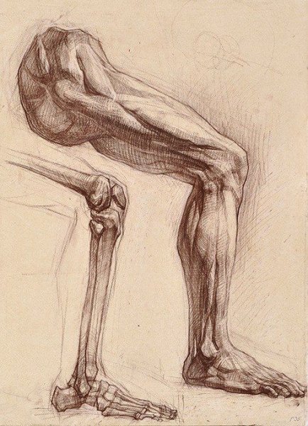 Баммес анатомия мышцы ног