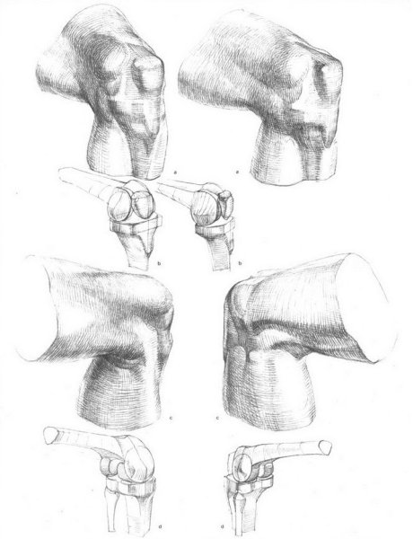 Коленный сустав анатомия Баммес