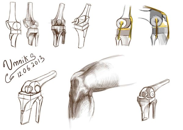 Коленный сустав анатомия Баммес кости