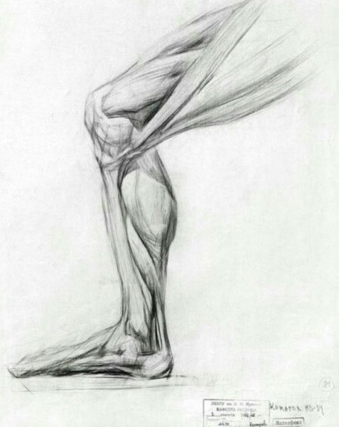 Экорше ноги Академический рисунок