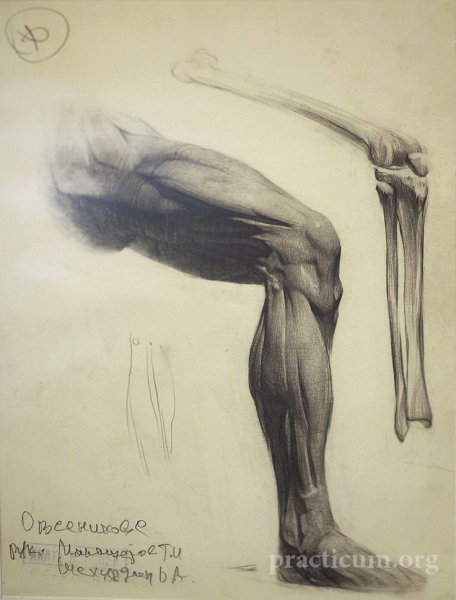 Мышцы ног Баммес