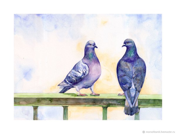Голубь акварелью