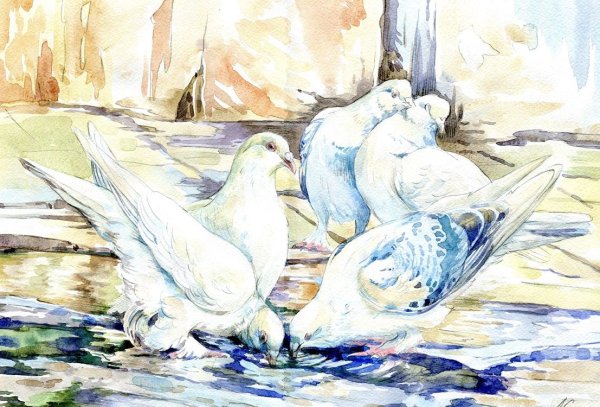 Голубки акварель