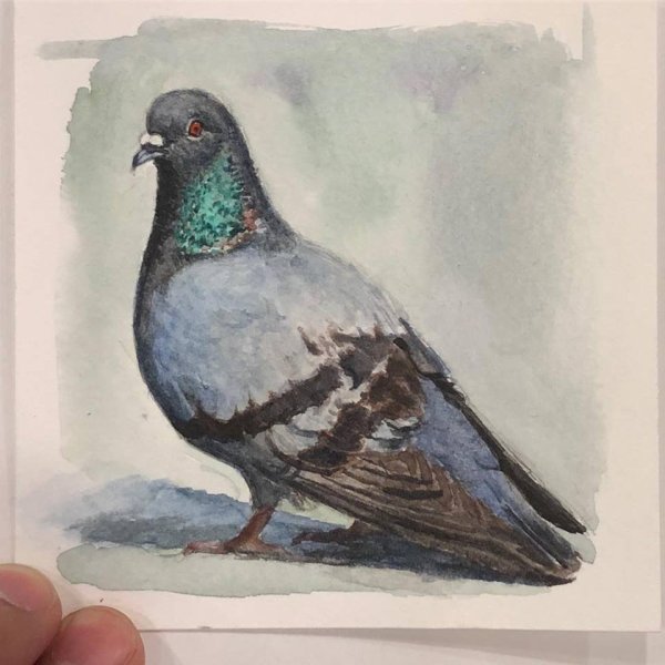 Голубь гуашью