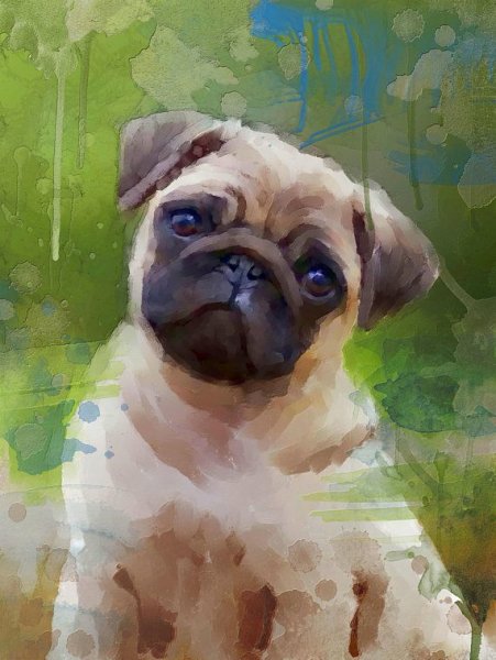Мопс акварелью