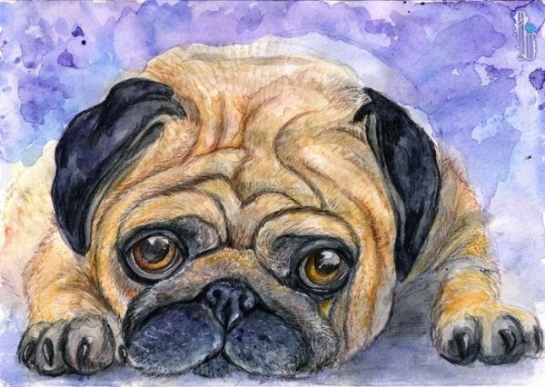 Мопс акварелью
