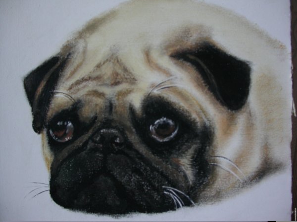 Мопс пастелью