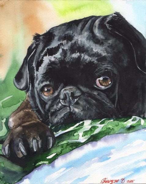 Картина по номерам Мопс