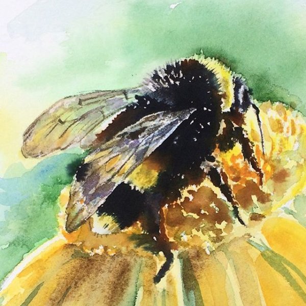 Шмель рисунок акварелью