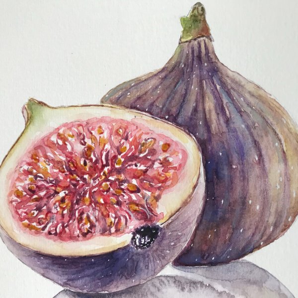 Ботаническая живопись инжир