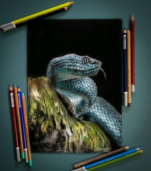 Змея пастелью