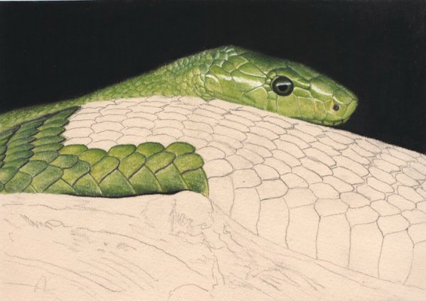 Змея акрилом